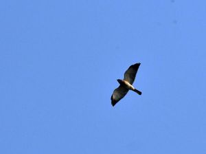 Peneliti Temukan Dua Burung Raptor Migrasi ke Gunung Sanggabuana Peneliti Temukan Dua Burung Raptor Migrasi ke Gunung Sanggabuana