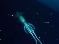 Laut Merah Dihuni Cumi Raksasa, Lebih Besar dari Manusia