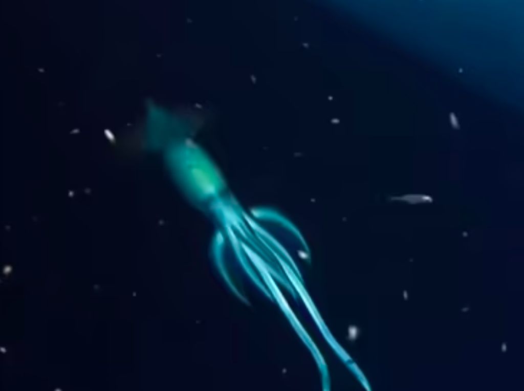 Laut Merah Dihuni Cumi Raksasa, Lebih Besar dari Manusia Laut Merah Dihuni Cumi Raksasa, Lebih Besar dari Manusia
