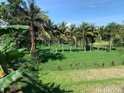 Juri Desa Wisata Terbaik Dunia Turun Gunung, Begini Kesiapan Desa Tetebatu