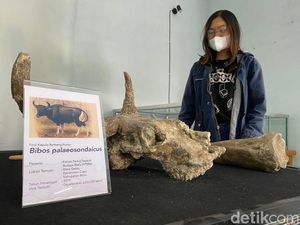 Mengeksplorasi Benda Cagar Budaya di Rumah Artefak Blora