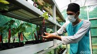 RPTRA Tiga Durian Jadi Sentra Anggur