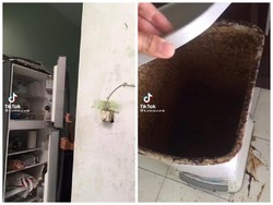 Kacau! Ditinggal Setahun, Kulkas dan Beras Netizen Ini Busuk Semua