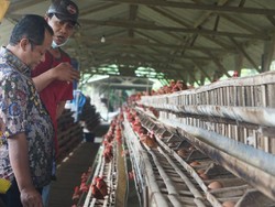 Harga Telur Ayam Anjlok, Pemerintah Diminta Lindungi Peternak Kecil