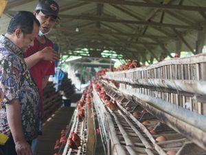 Harga Telur Ayam Anjlok, Pemerintah Diminta Lindungi Peternak Kecil Harga Telur Ayam Anjlok, Pemerintah Diminta Lindungi Peternak Kecil