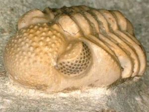 Fosil 300 Juta Tahun Ungkap Hewan Langka yang Punya Ratusan Mata