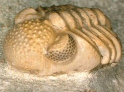 Fosil 300 Juta Tahun Ungkap Hewan Langka yang Punya Ratusan Mata