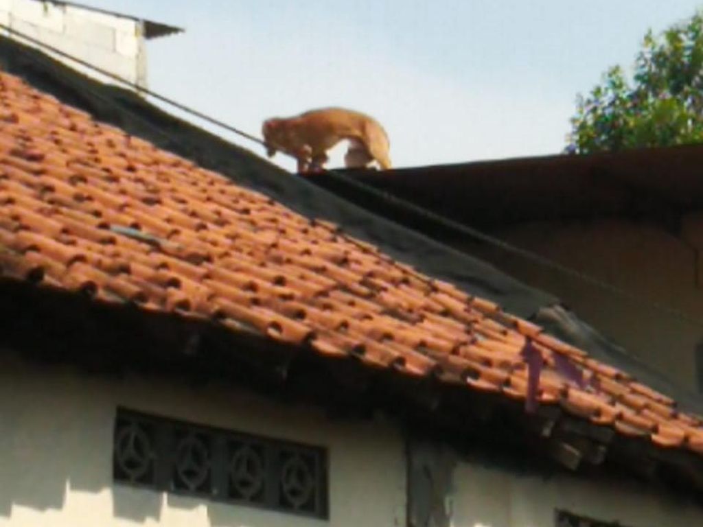 Anjing Ini Terjebak di Atap Gegara Kejar Kucing, Damkar Evakuasi
