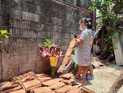 Bunga Bangkai di Cilandak Beda dengan Rafflesia Arnoldii, Ini Penjelasannya