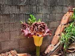 Ternyata! Ini Fakta soal Bunga Bangkai di Halaman Warga Cilandak