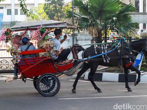 Delman di Kebun Raya Bogor: Dianggap Biang Kemacetan-Pulkam