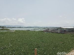 Eceng Gondok Bikin Pening Warga-Nelayan Rawa Jombor Klaten Eceng Gondok Bikin Pening Warga-Nelayan Rawa Jombor Klaten