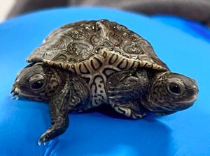 Langka, Kura-kura Lahir Berkepala Dua