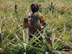 Kisah Aipda Tri Asih Berdayakan Warga Desa di Bantul Lewat Nanas Bagong