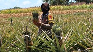 Manisnya Bisnis Nanas Bagong yang Ditanam Polwan Bantul