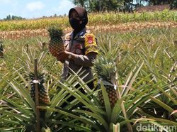 Manisnya Bisnis Nanas Bagong yang Ditanam Polwan Bantul