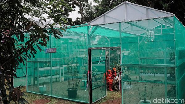 Lahan RPTRA Dimanfaatkan untuk Budidaya Bibit Anggur