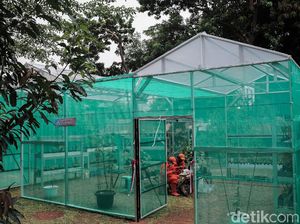 Lahan RPTRA Dimanfaatkan untuk Budidaya Bibit Anggur