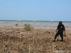 Puluhan Kilometer Pesisir Jepara Kena Abrasi, Ada Desa yang Direlokasi