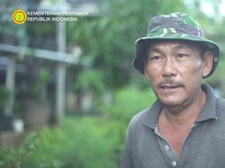 Di Bantaran Kali Ciliwung, Pria Ini Sukses Tanam Oyong dan Singkong