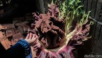 Potret Tanaman Mirip Bunga Bangkai yang Mekar di Cilandak