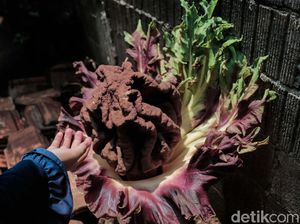 Potret Tanaman Mirip Bunga Bangkai yang Mekar di Cilandak Potret Tanaman Mirip Bunga Bangkai yang Mekar di Cilandak