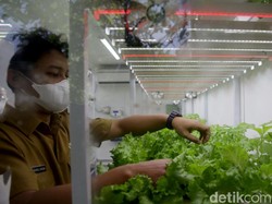 7 Langkah Memulai Berkebun di Halaman Rumah buat Pemula