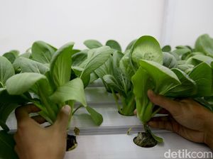 Urban Farming dan Ayunan Gantung