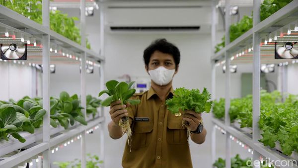 Saat Kontainer Disulap Jadi Tempat Budi Daya Sayuran