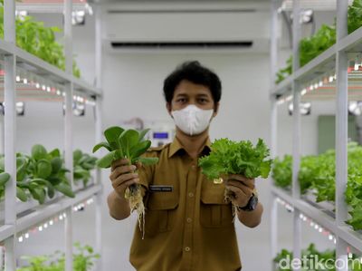 Saat Kontainer Disulap Jadi Tempat Budi Daya Sayuran