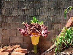 Tanaman Mirip Bunga Bangkai Tumbuh di Pekarangan Rumah Warga Cilandak