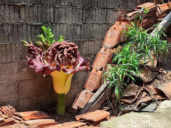 Potret Tanaman Mirip Bunga Bangkai di Cilandak yang Sita Perhatian Warga
