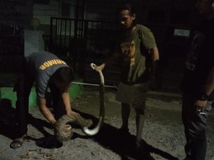 Viral Aksi Anggota Brimob Tangkap Ular Piton 5 Meter di Bone
