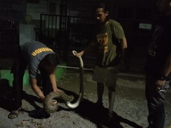 Viral Aksi Anggota Brimob Tangkap Ular Piton 5 Meter di Bone