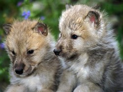 Sedih, Anak-anak Serigala Diadopsi Siswa Malah Dieksekusi Petugas