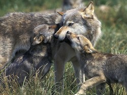 Studi: Serigala Juga Bisa Dekat dengan Manusia Seperti Anjing