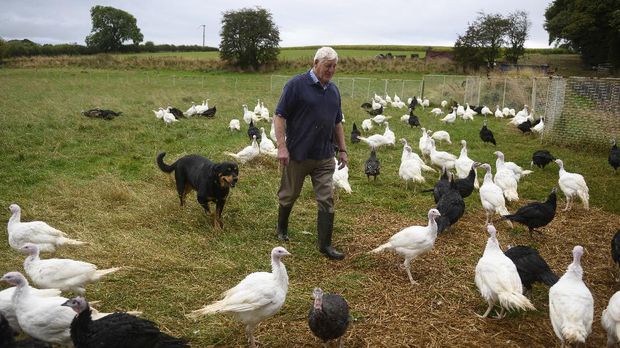 Farmer Richard Warttig tends to the traditional old breed Bronze and White turkeys are reared on 'Eastfield Turkeys' farm in the village of Oxspring, near Sheffield in northern England on October 12, 2021. - The Warttig family have reared and produced turkeys on their family farm since 1933. The birds are reared from day-old chicks until they are slaughtered, plucked, hung and prepared all on site, ready for Christmas. (Photo by OLI SCARFF / AFP) / TO GO WITH AFP STORY BY JULIE EZVAN