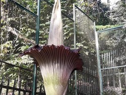 Detik-detik Bunga Bangkai Raksasa Mekar Sempurna, Sudah Pernah Lihat?