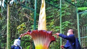 Potret Langka Bunga Bangkai Mekar di Kebun Raya Cibodas