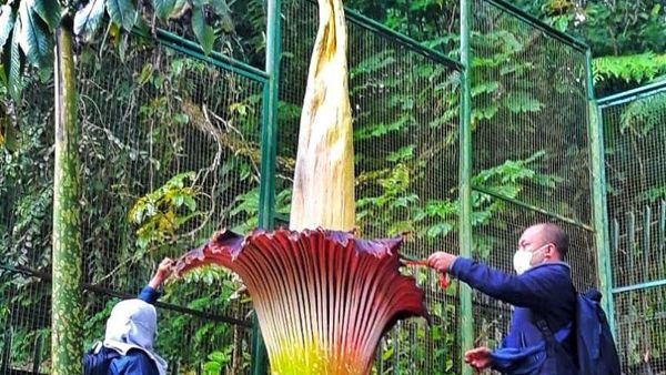 Potret Langka Bunga Bangkai Mekar di Kebun Raya Cibodas