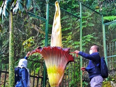 Potret Langka Bunga Bangkai Mekar di Kebun Raya Cibodas