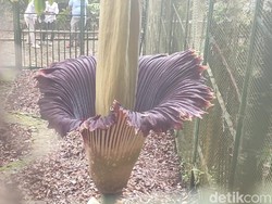 Momen Langka! Bunga Bangkai Mekar di Kebun Raya Cibodas
