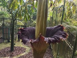 Momen Langka, Bunga Bangkai Mekar di Kebun Raya Cibodas