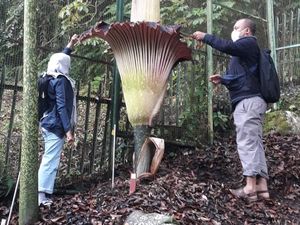 Gambar Bunga Bangkai Mekar di Kebun Raya yang Beda dengan Rafflesia Arnoldi Gambar Bunga Bangkai Mekar di Kebun Raya yang Beda dengan Rafflesia Arnoldi