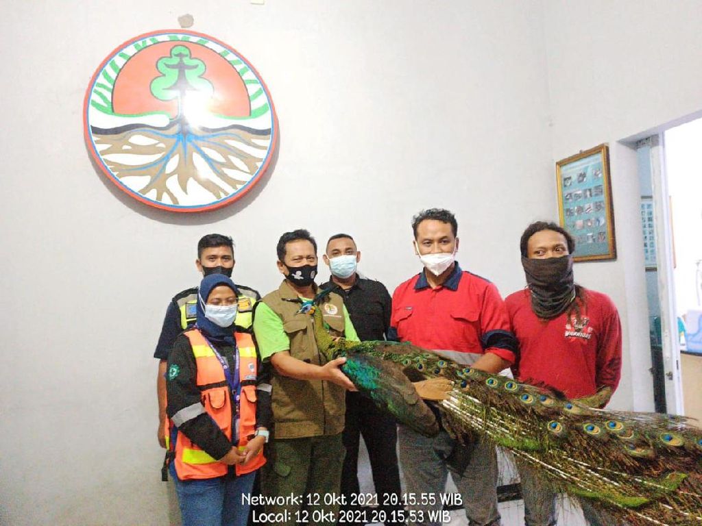 Seekor Burung Merak Hijau Ditemukan di Proyek Bandara Kediri Seekor Burung Merak Hijau Ditemukan di Proyek Bandara Kediri