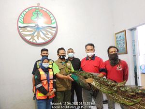 Seekor Burung Merak Hijau Ditemukan di Proyek Bandara Kediri Seekor Burung Merak Hijau Ditemukan di Proyek Bandara Kediri