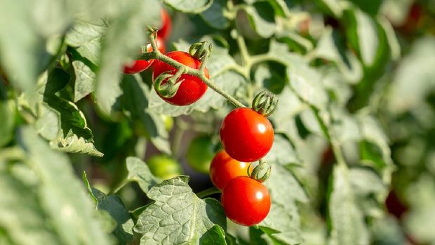 Ripe red tomatoes are hanging on the tomato tree in the agricultural farm.