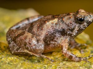 Peneliti BRIN Temukan Spesies Baru Katak Bermulut Sempit