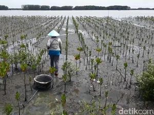 3.000 Ha Lahan Tambak di Pesisir Brebes Rusak Akibat Abrasi