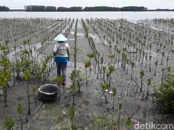 3.000 Ha Lahan Tambak di Pesisir Brebes Rusak Akibat Abrasi